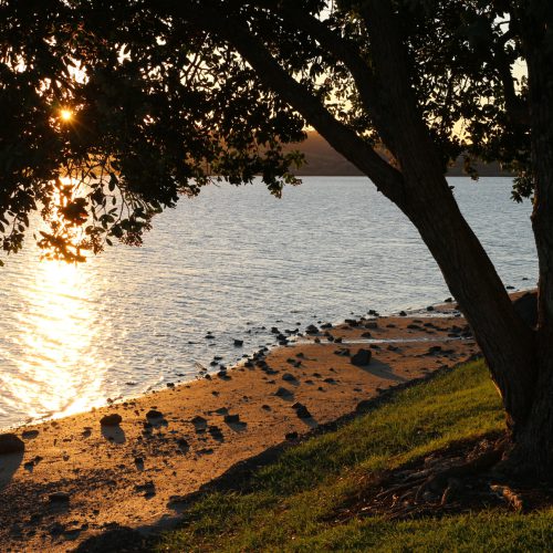 beautiful warm sunset on the westcoast of new zeland's north island with tree